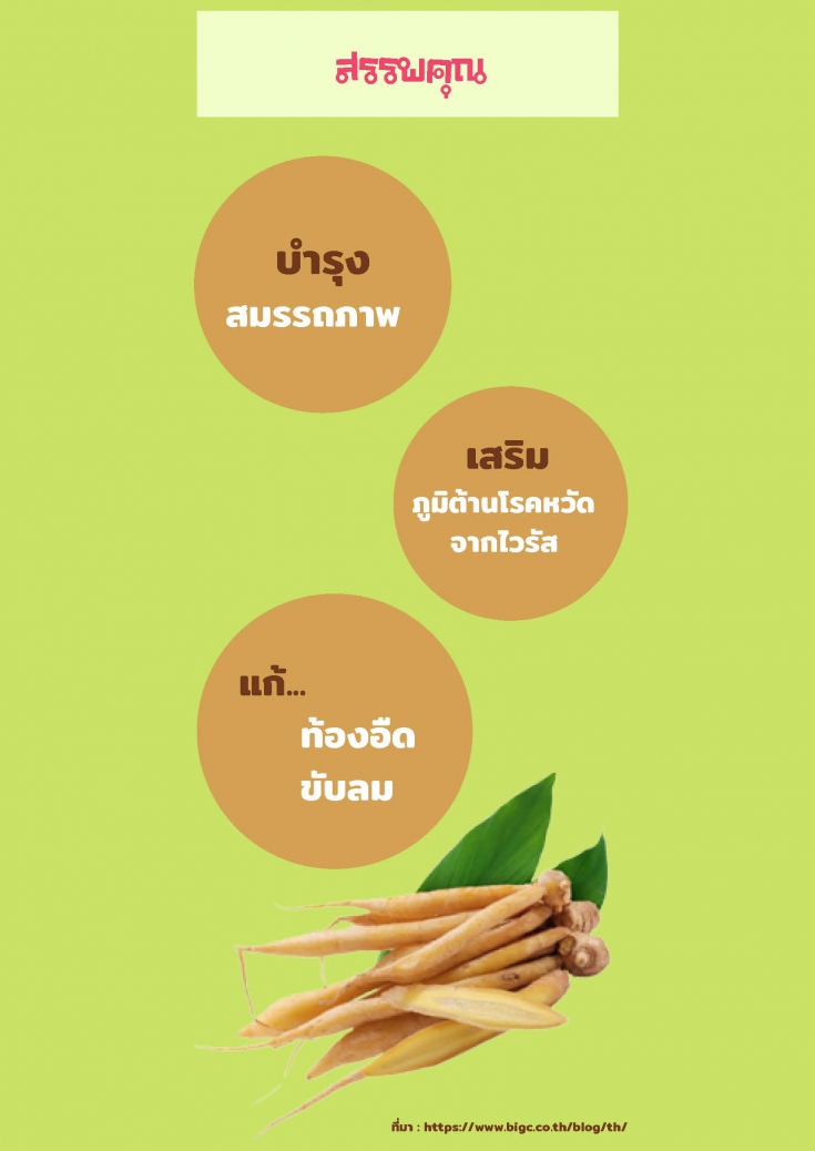 สรรพคุณกระชายขาว