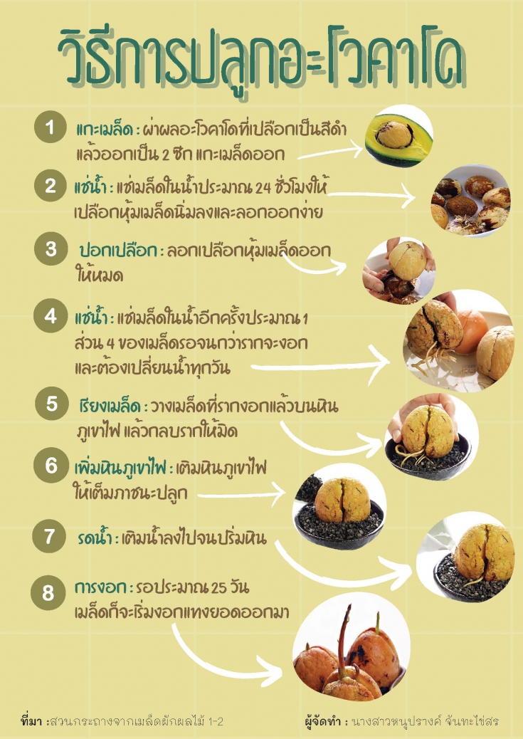 อะโวคาโด ผลไม้สุดฮิตของเทรนด์คนรักสุขภาพ