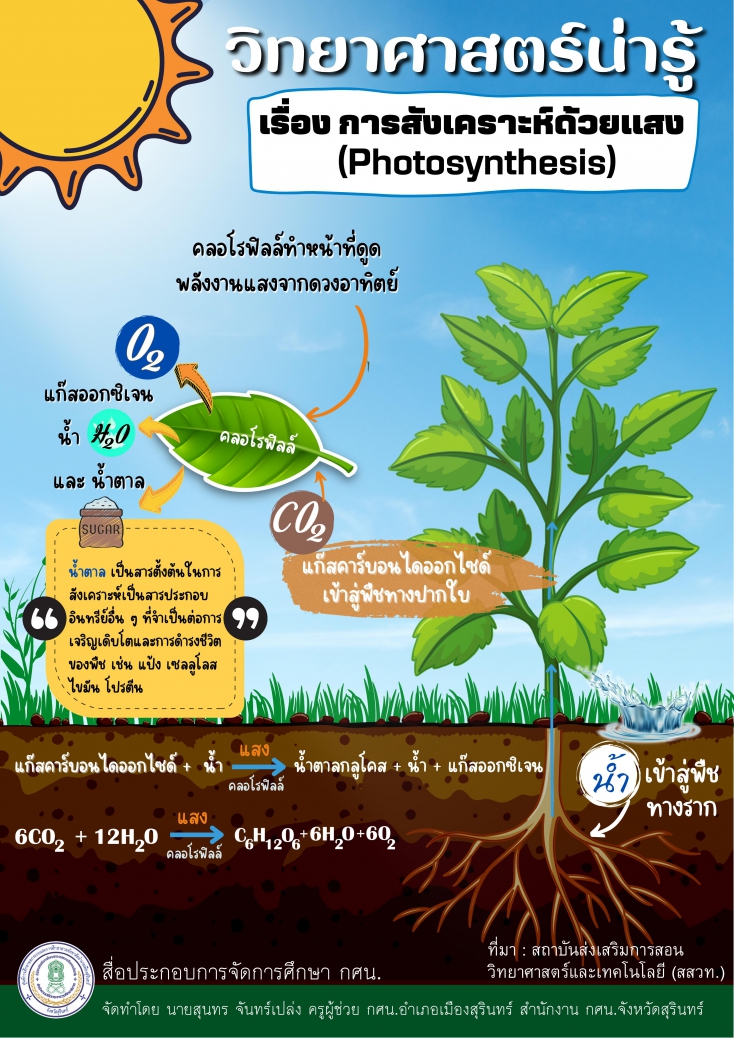 การสังเคราะห์ด้วยแสง