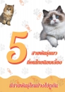 5 สายพันธุ์แมวที่คนไทยนิยมเลี้ยง